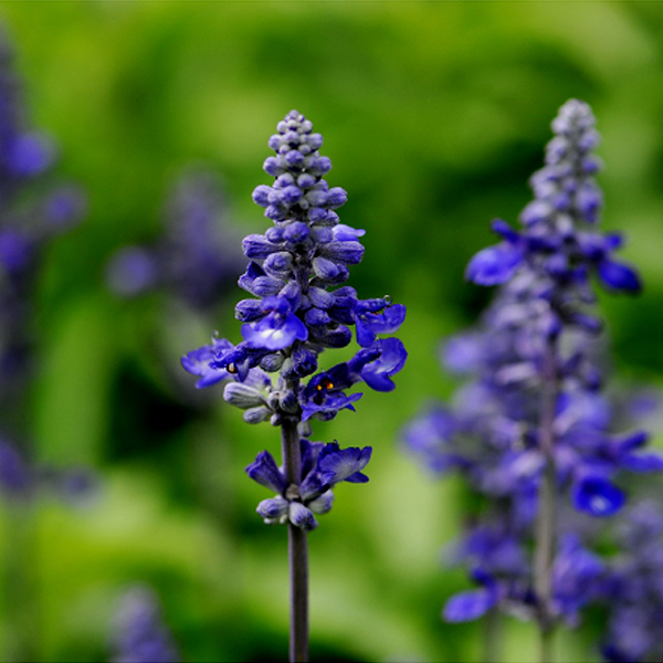 Beautiful Blue Flowers in the world